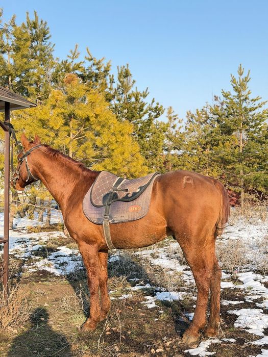 Чистокровный дончак сатылады