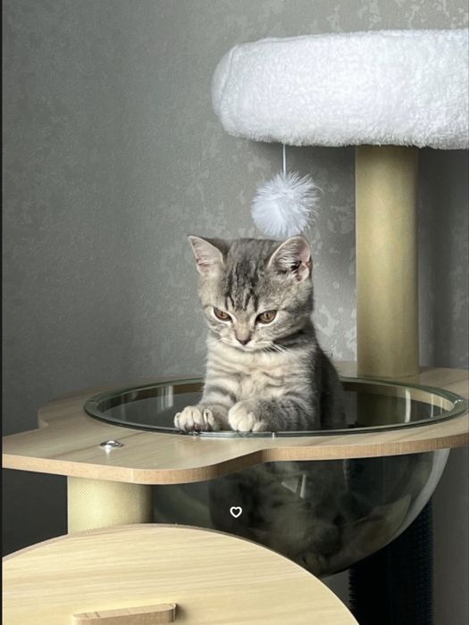 Комплекс для кошек