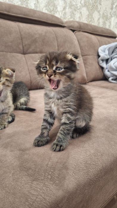 продаём котят скоттиш-фолд
