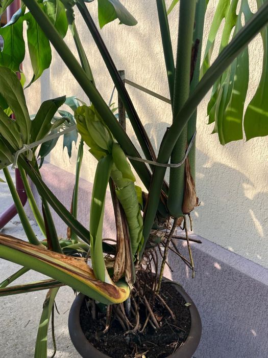 Vand floare Monstera Deliciosa