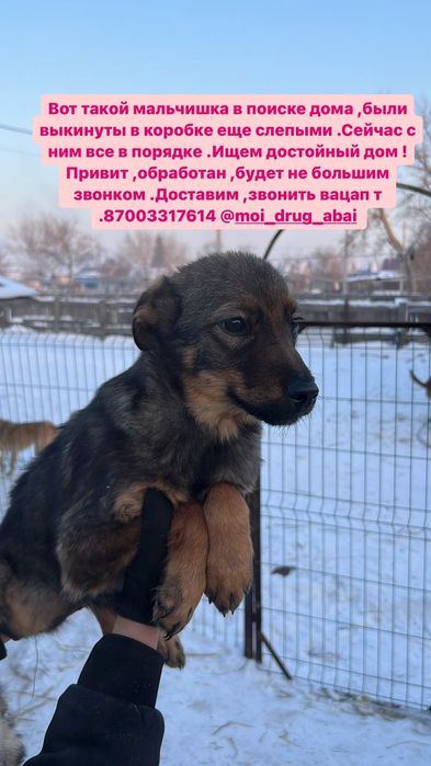 Собаки щенки ищут дом