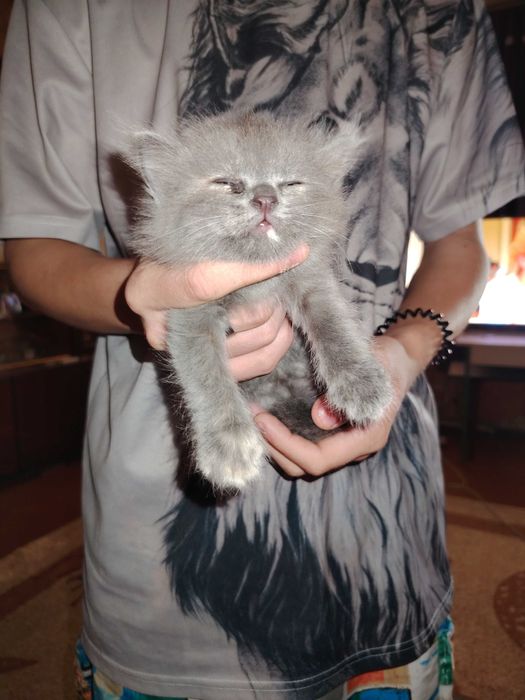 Отдадим очень красивых котят даром