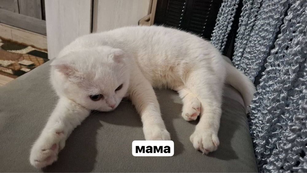 котенок породистый чирчик