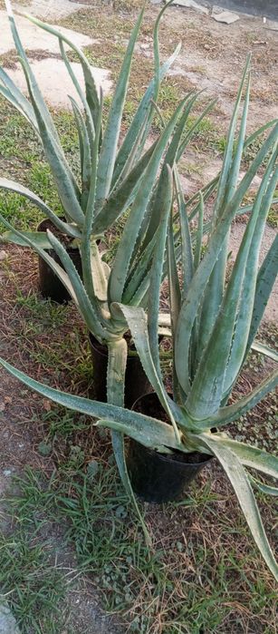 Продам алоэ вера на лекарство.