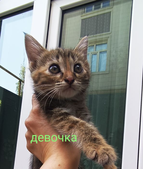 котёнок девочка отдадим в добрым рукам
