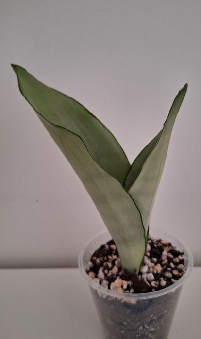 Сансевиерия (Sansevieria)