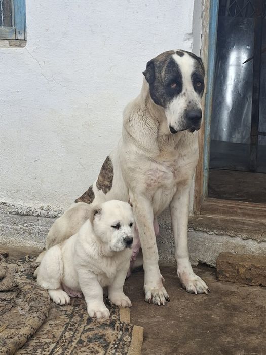 Продаются чистокровные щенки алабая