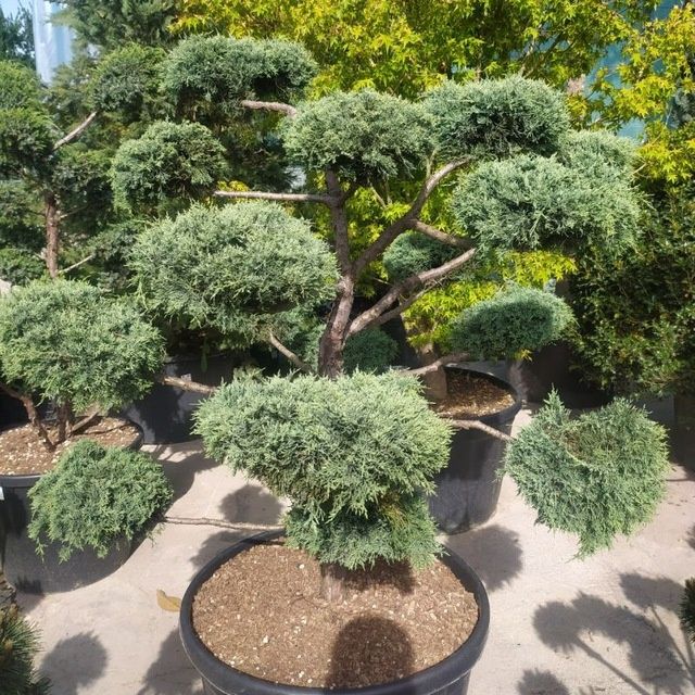 Манзарали арча дарахлар оптом нархда телефон кивурила хохлаган объёмда