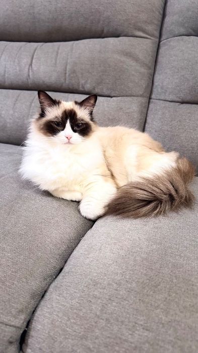 Котка Регдол / Рагдол / Ragdoll cat