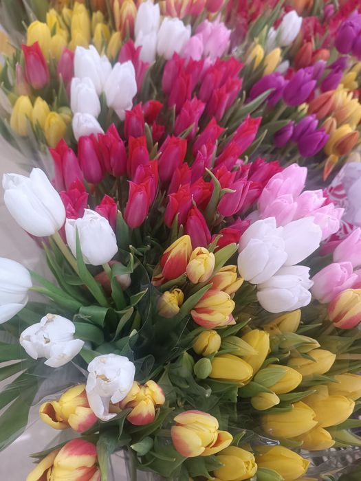 Лола пиёзи, луковицы тюльпанов привозные Голландия