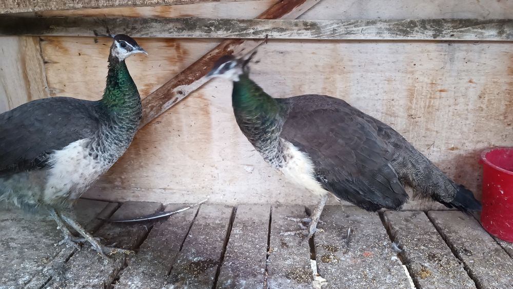 Товуслар сотилади тез вам арзон!