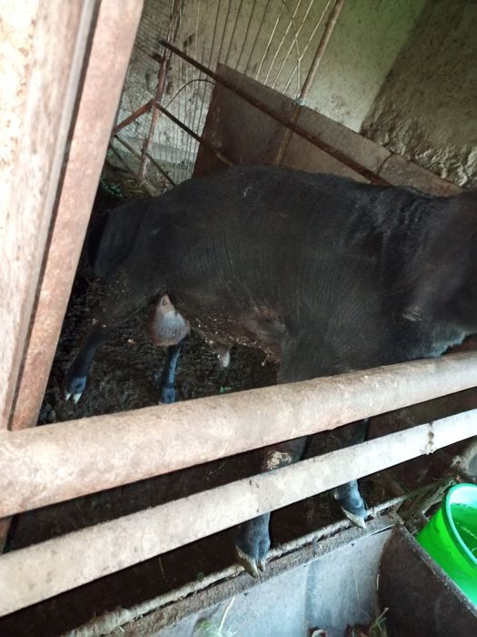 Баран может хорошей цене