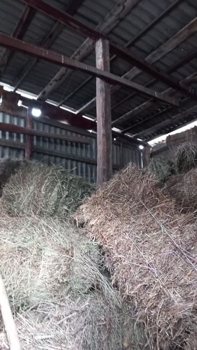 Продам тюки сена