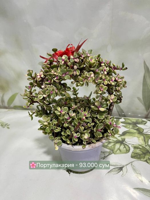 Комнатные растения