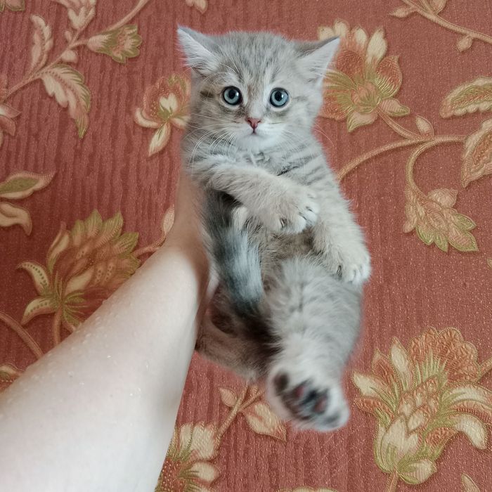 Роскошные котята от суперского кота  и шикарной кошки
