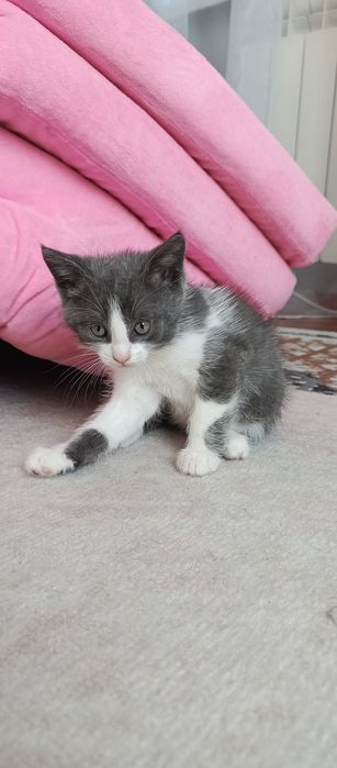 Отдам котят в добрые руки!