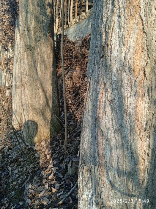 Qurilish uchun terak sotiladi