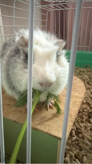 Морская свинка С КЛЕТКОЙ