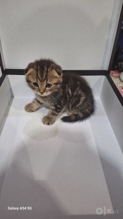 Скотиш фолд 1.5 oylik