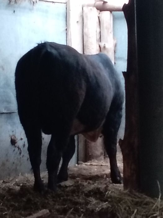 Продам бычка срочно