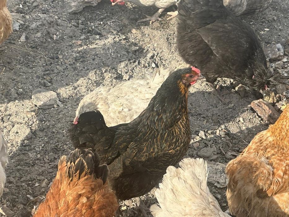 Продам курей домашних