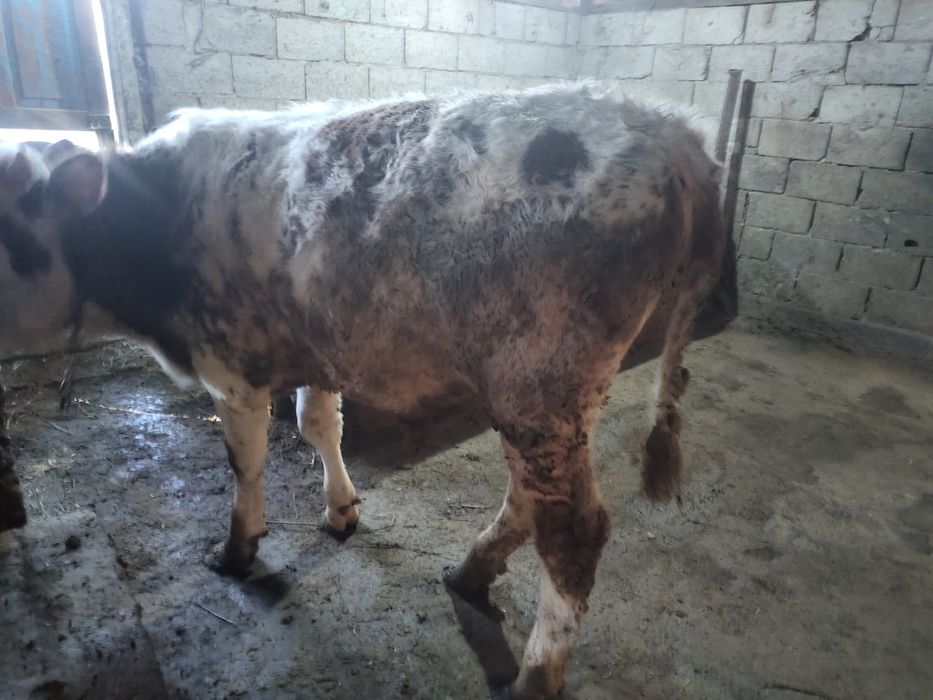 Сементал 1 жасар бұқалар сатылады