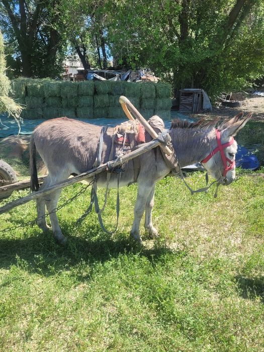 Продам Ишака (осла)