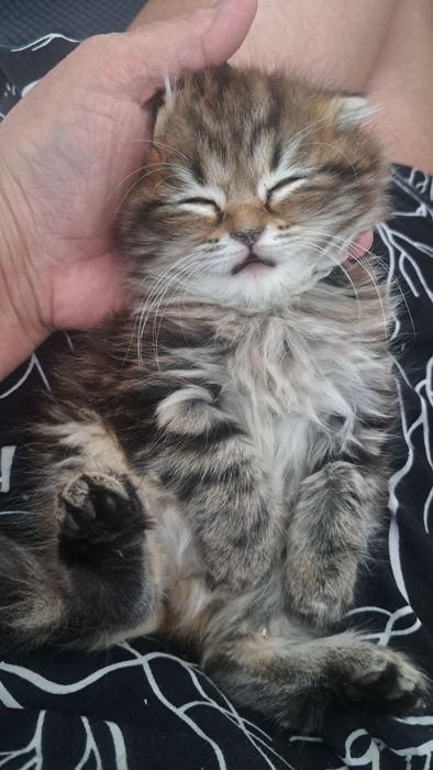 Продам катенка 40000