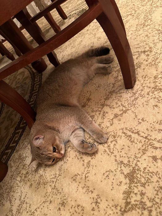 Продается Кошка Порода Скотиш Страйт