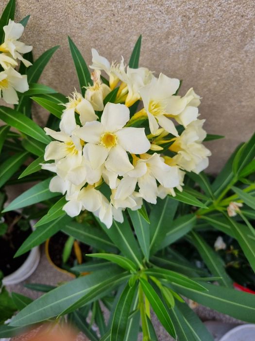 Олеандър Зокум Лян / Nerium oleander,