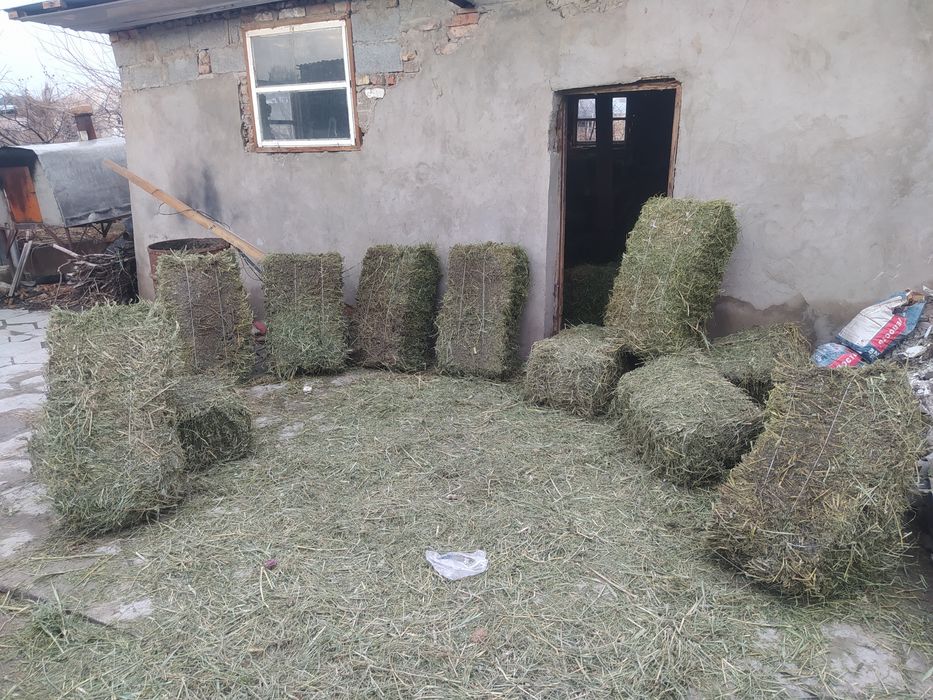 Клевер первый кос