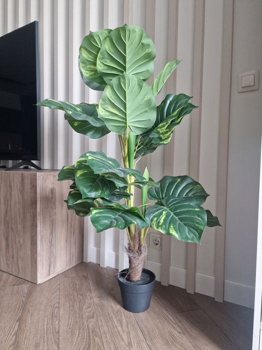 Декоративни растения