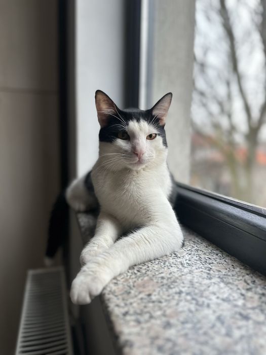 Simpaticul isi cauta o familie