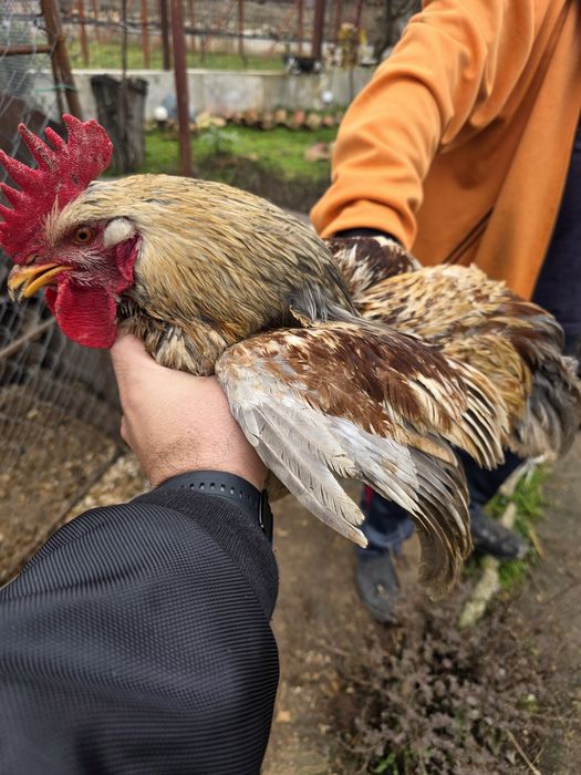Продавам Петли и Кокошки