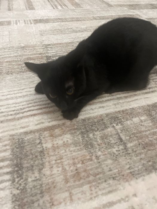 Отдам даром в хорошие руки