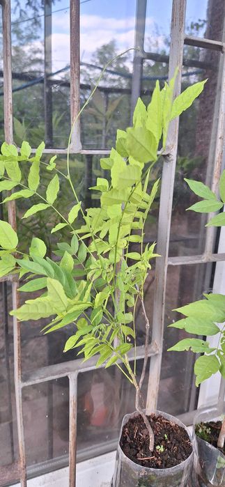 Вистерия/ глициния