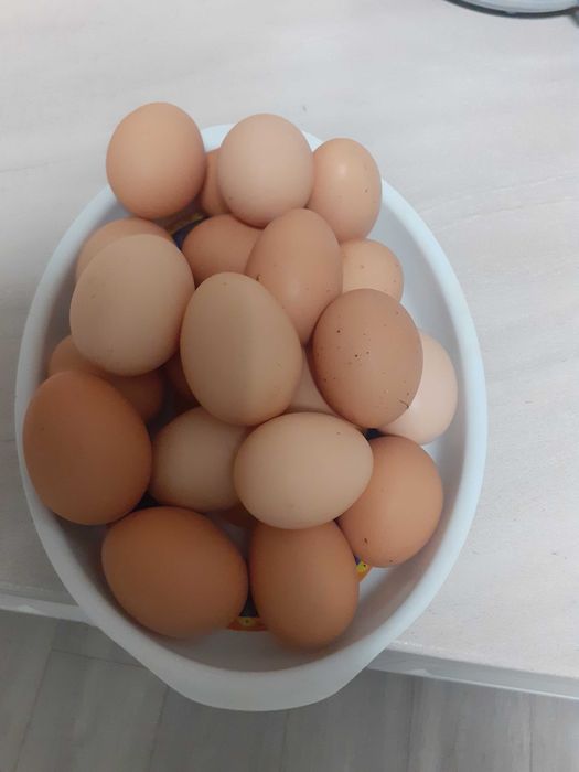 Oua de vanzare com Magura