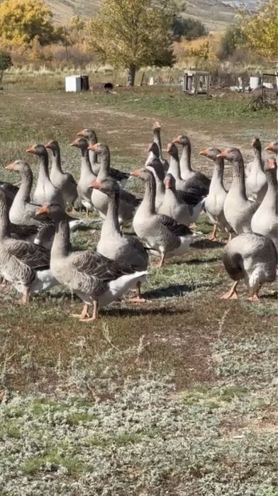 Гуси породы Крупная серая