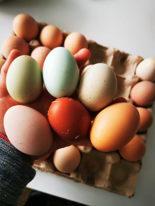 Oua de incubat diferite rase de gaini