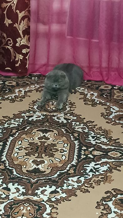 Britanskiy Scottish fold