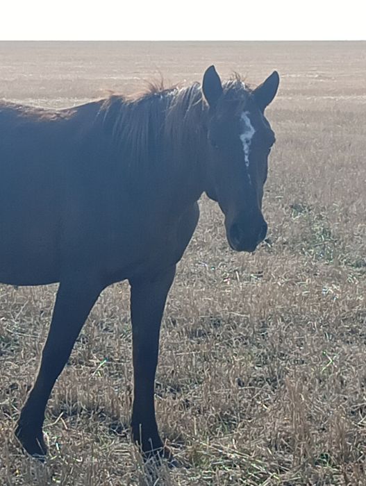 Потерялась кобыла с вольного паса