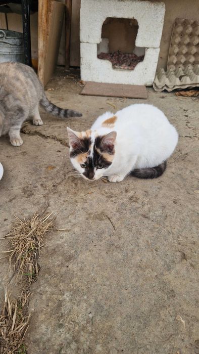 Подарявам котенца