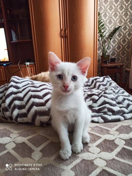 Отдам котенка в добрые руки
