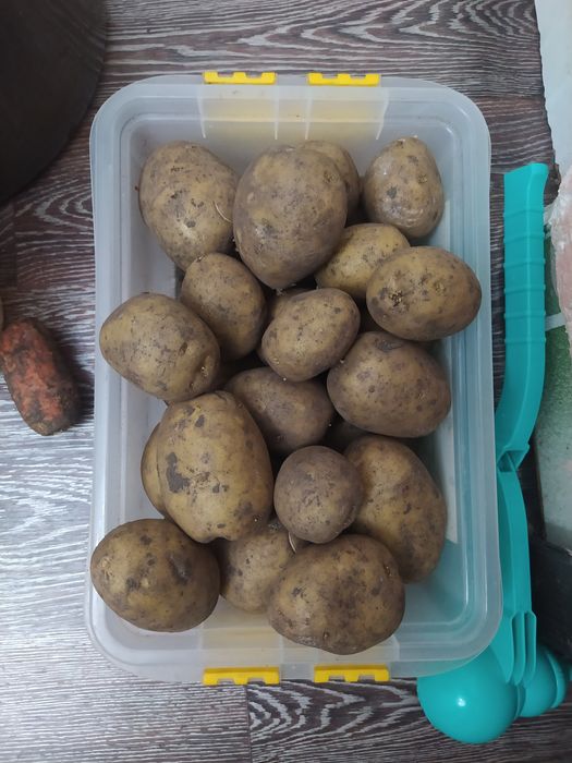 Картошка семена гала