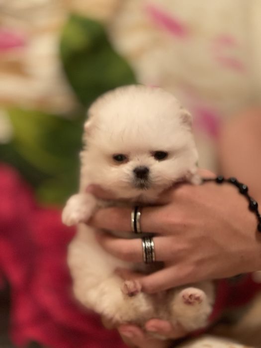 померанский шпиц