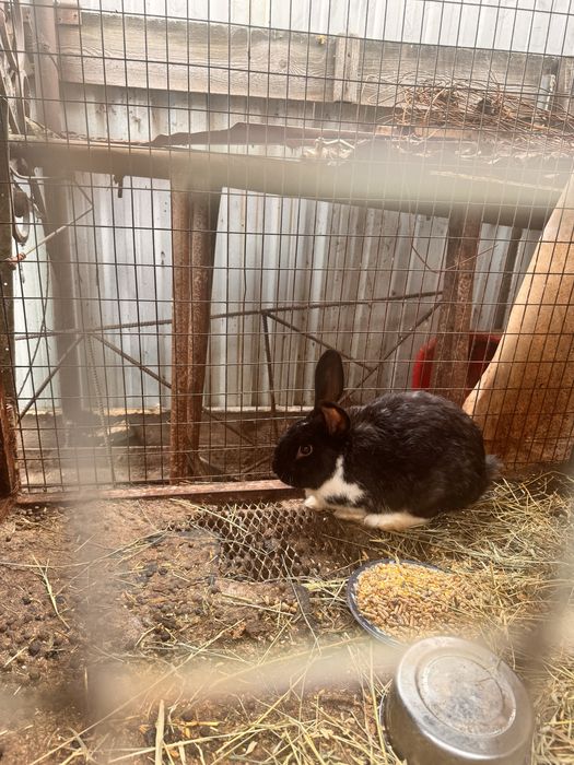 Quyonlar har xil parodiyadagi