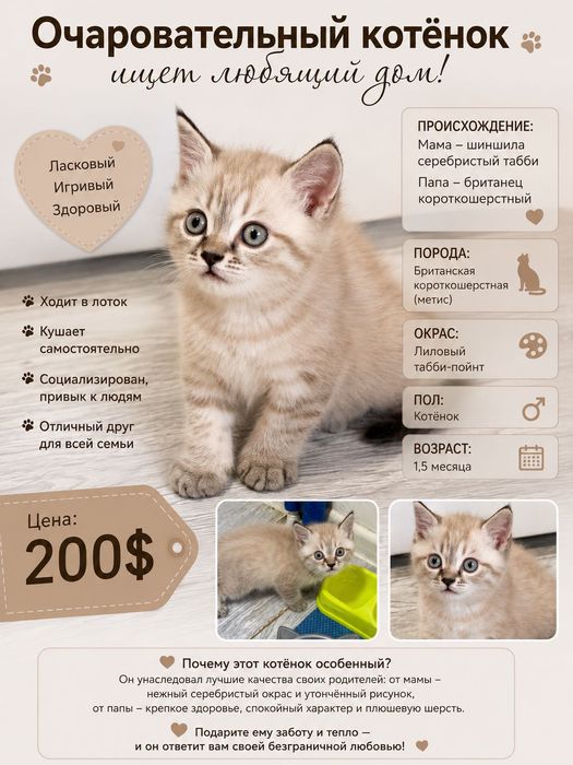 британская короткошёрстная (метис)