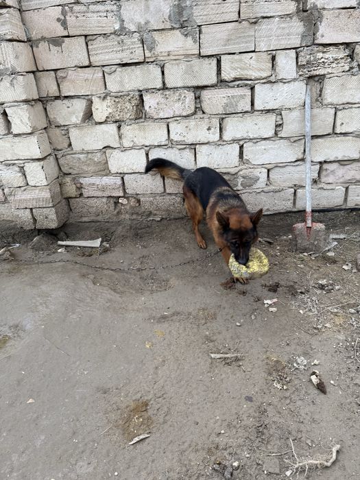 немецкая овчарка