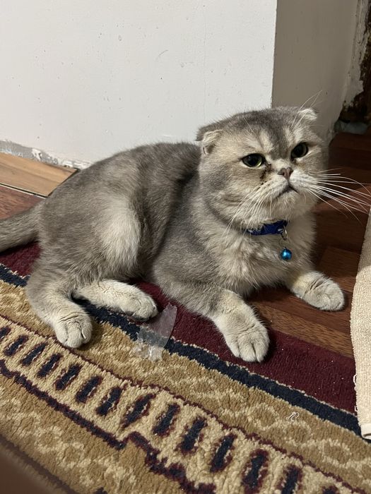 скоттиш фолд золото серебристый