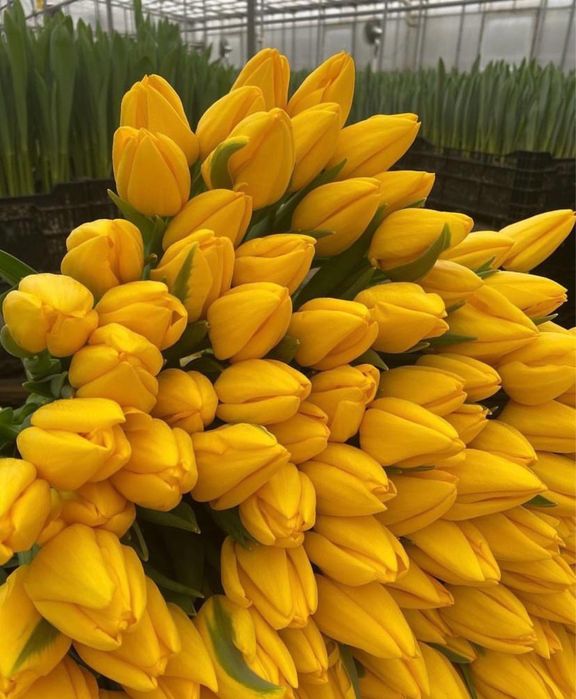 Люксовые Тюльпаны Предзаказ